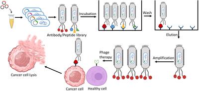 The power of phages: revolutionizing cancer treatment